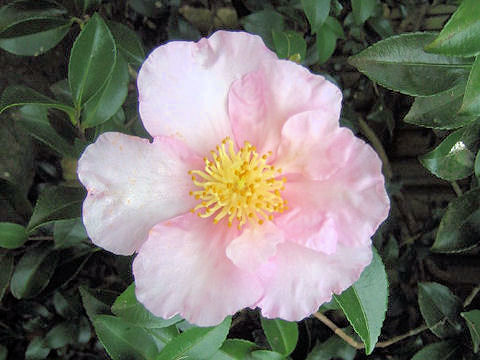 Camellia sasanqua