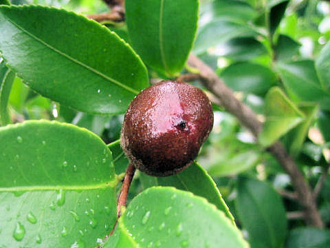 Camellia sasanqua