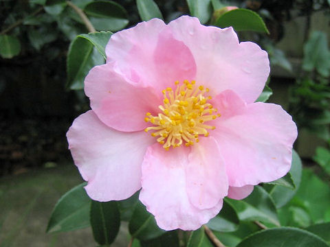 Camellia sasanqua