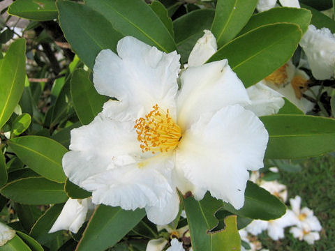 Camellia sasanqua