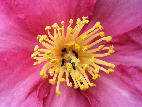 Camellia sasanqua