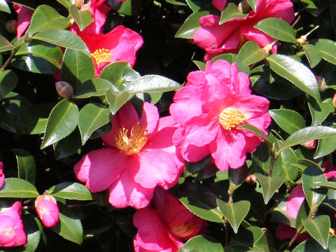 Camellia sasanqua