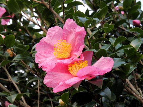 Camellia sasanqua