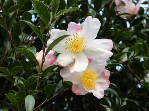 Camellia sasanqua