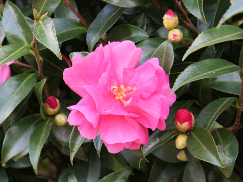 Camellia sasanqua