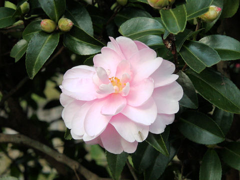 Camellia sasanqua