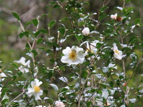 Camellia sasanqua