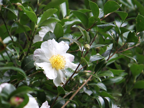 Camellia sasanqua