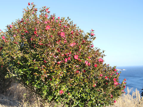 Camellia sasanqua