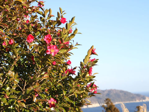 Camellia sasanqua