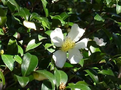 Camellia sasanqua