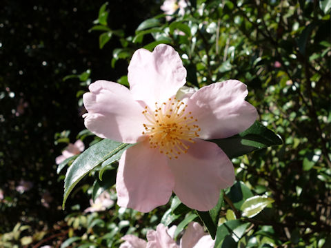 Camellia sasanqua