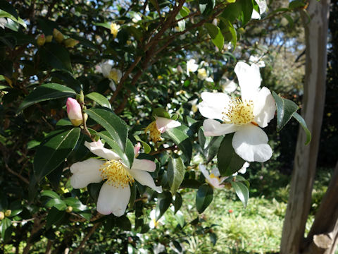 Camellia sasanqua