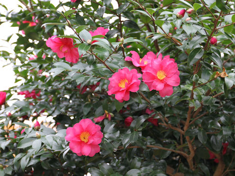 Camellia sasanqua