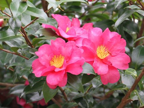 Camellia sasanqua