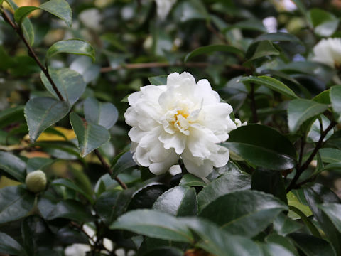 Camellia sasanqua