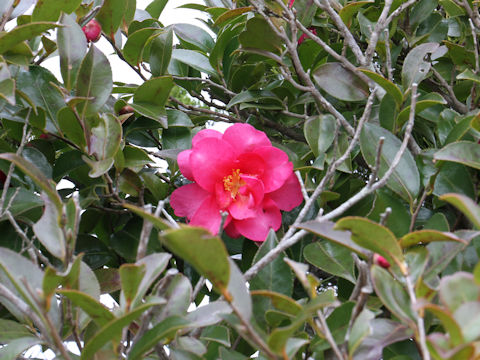 Camellia sasanqua