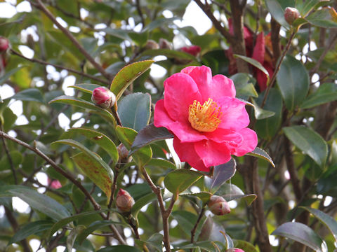 Camellia sasanqua