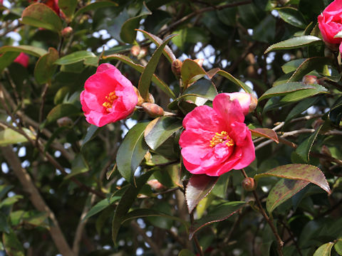 Camellia sasanqua