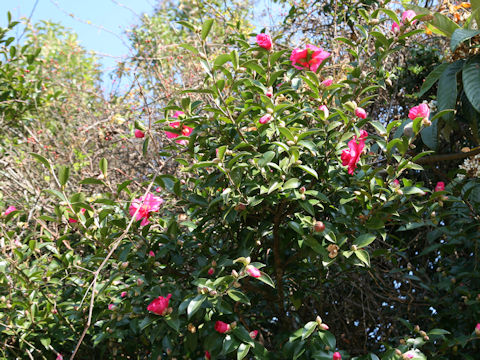 Camellia sasanqua