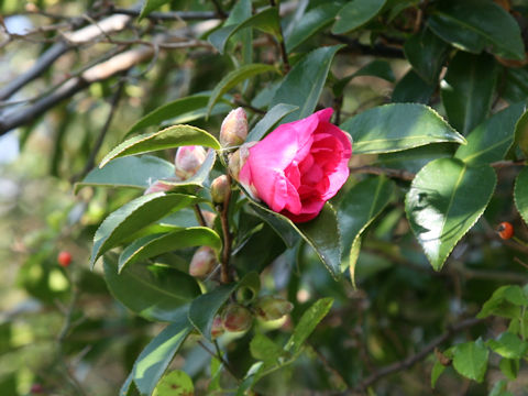 Camellia sasanqua