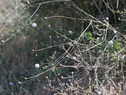 Scabiosa columbaria