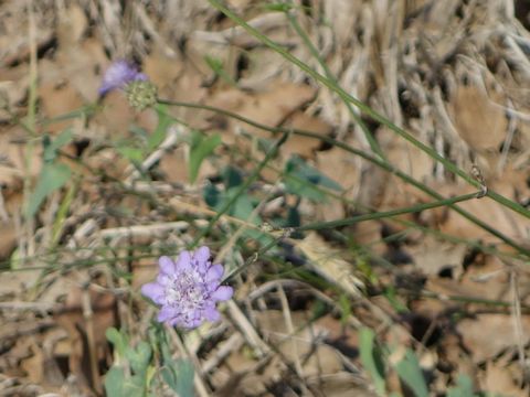 Scabiosa columbaria