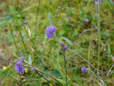 Scabiosa columbaria