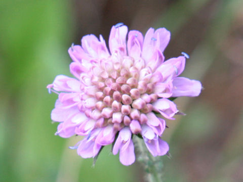 Scabiosa lucida