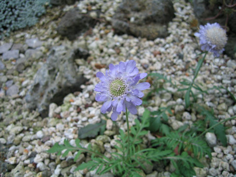 Scabiosa columbaria cv. Nana