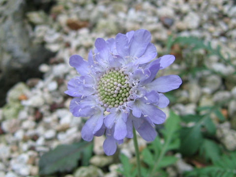 Scabiosa columbaria cv. Nana