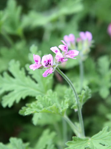 Pelargonium sp.