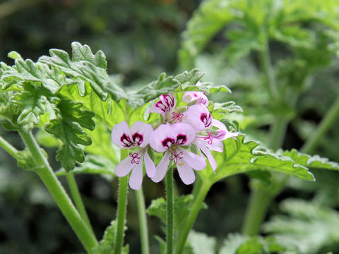 Pelargonium cv. Radula