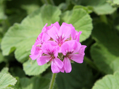 Pelargonium cv.