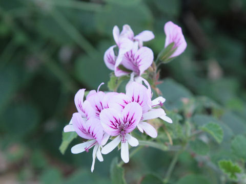 Pelargonium sp.