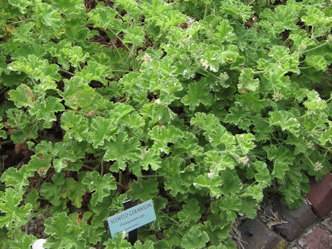 Pelargonium sp.