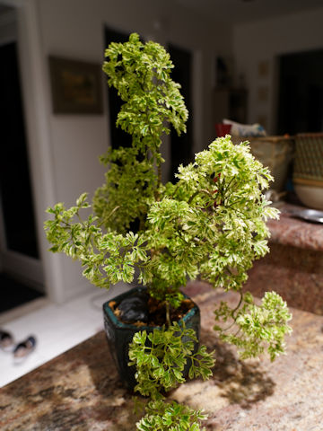 Schefflera arboricola