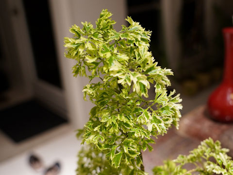 Schefflera arboricola