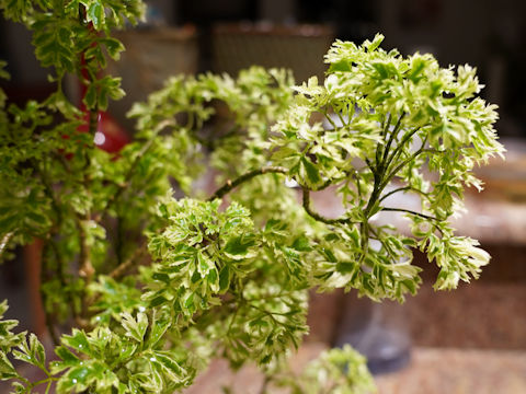 Schefflera arboricola