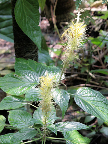 Schaueria calycotricha