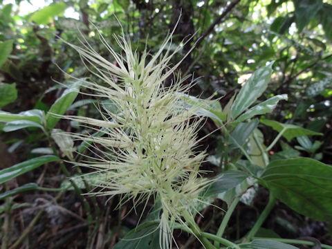 Schaueria calycotricha