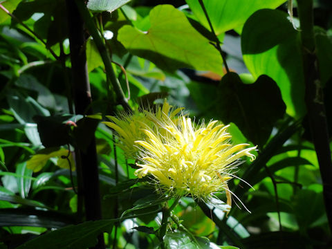 Schaueria calycotricha