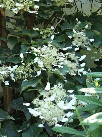 Schizophragma integrifolium