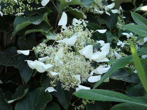 Schizophragma integrifolium