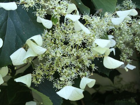 Schizophragma integrifolium