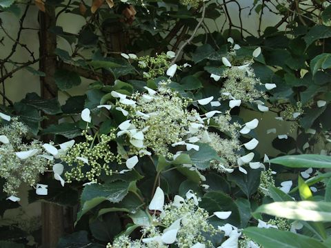 Schizophragma integrifolium