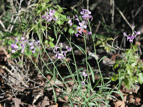 Schoenocrambe linearifolia