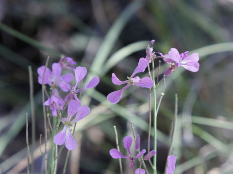 Schoenocrambe linearifolia