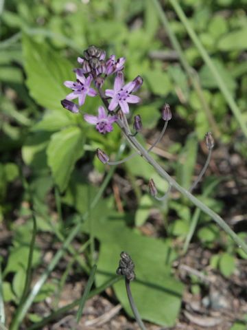 Scilla autumnalis