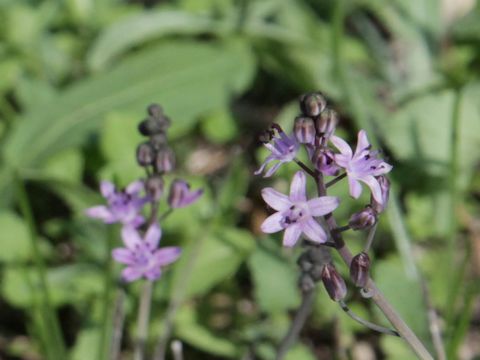 Scilla autumnalis